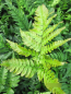 Preview: Polystichum tsussimense Roca - Koreanischer Schildfarn